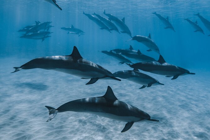 Swim with humpback whales - What swimming with the whales actually demands