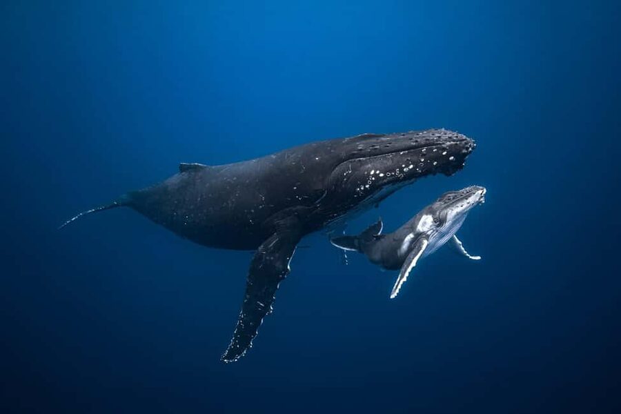 Swim with Humpback Whales: Sunshine Coast - Key points at a glance