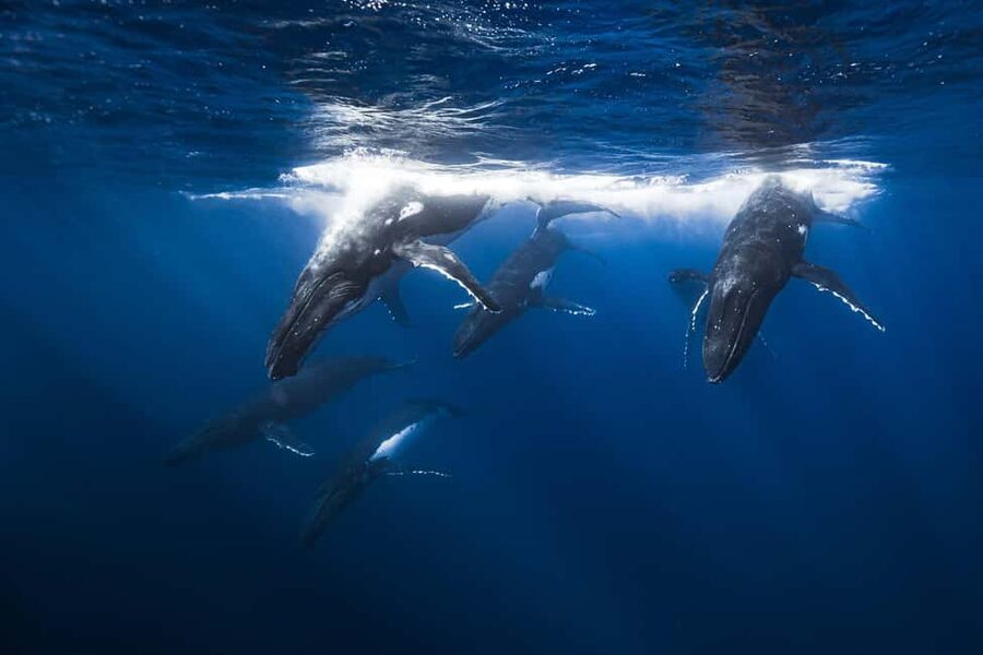 Swim with Humpback Whales: Sunshine Coast - What the four hours are really for