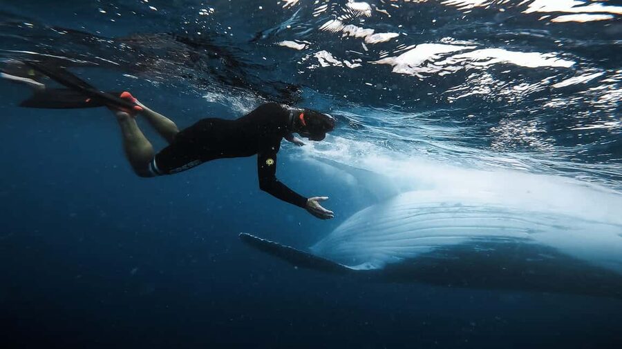 Swim with Humpback Whales: Sunshine Coast - Gear, comfort, and what to pack