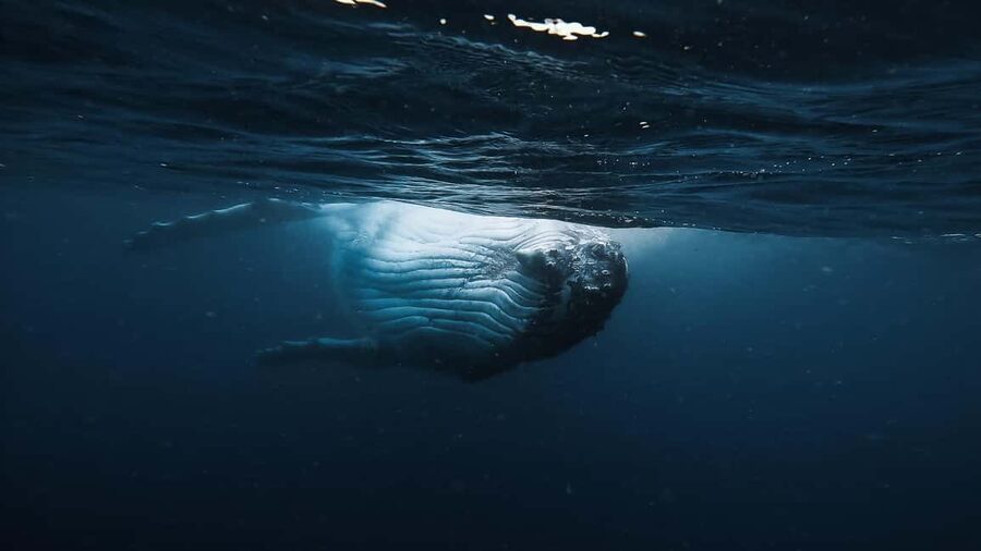 Swim with Humpback Whales: Sunshine Coast - Who should book this Sunshine Coast experience?