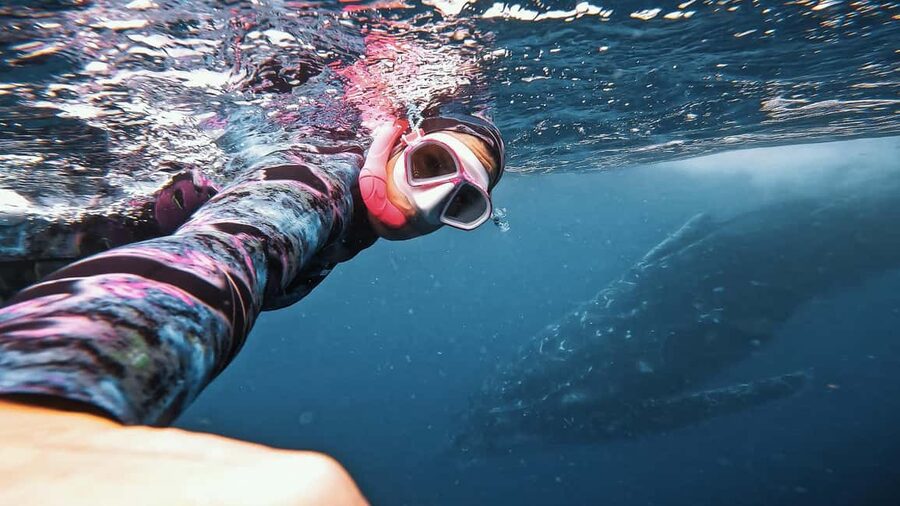 Swim with Humpback Whales: Sunshine Coast - A small boat group changes the experience