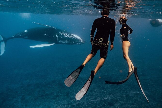 Swim with humpback whales - Starting at 8:30 a.m. in Moorea