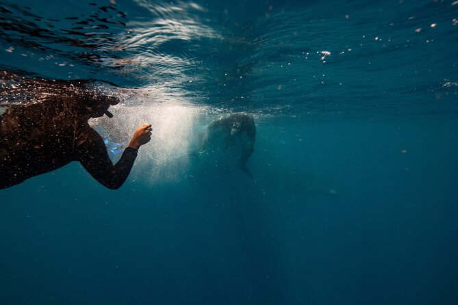 Swim with Whales Gold Coast - What this Gold Coast whale trip is really offering