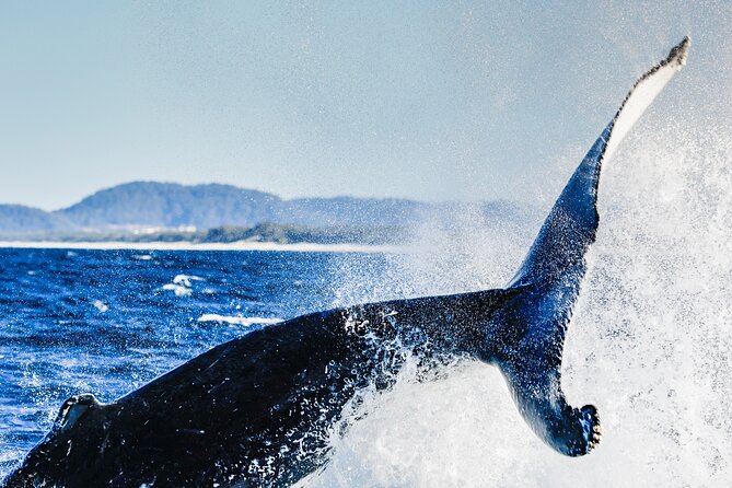 Swim with Whales Gold Coast - Coolangatta, Gold Coast, and Tweed River area