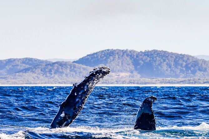 Swim with Whales Gold Coast - What the 4.9 rating tells you, and what it does not