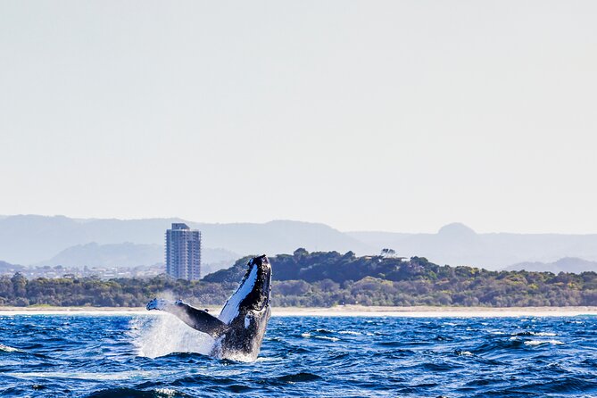 Swim with Whales Gold Coast - Starting at 6:30 a.m. in Chinderah