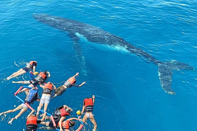 Swim with Whales in Gold Coast - Key points at a glance