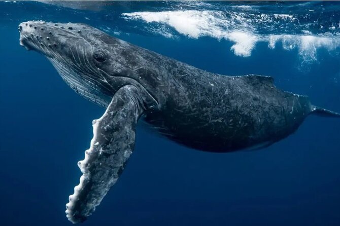 Swim with Whales in Gold Coast - What makes this Gold Coast whale trip different