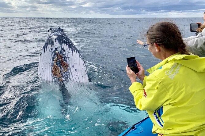 Swim with Whales in Gold Coast - Equipment provided, and what that means