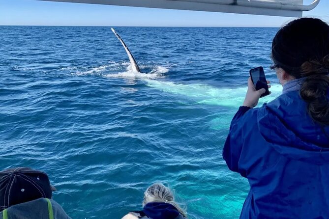 Swim with Whales in Gold Coast - Sea conditions can shape the whole morning