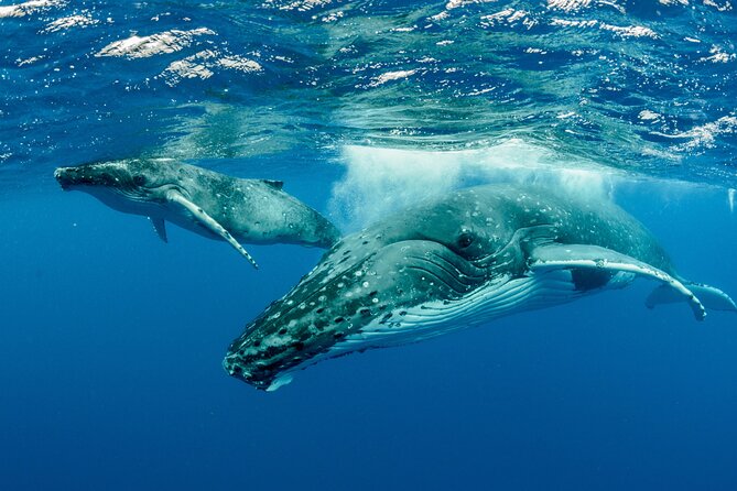 Swimming with Whales in Moorea (Half Day tour) - What happens when whales are found