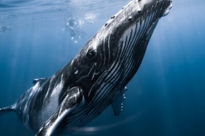 Swimming with Whales in Moorea (Half Day tour)