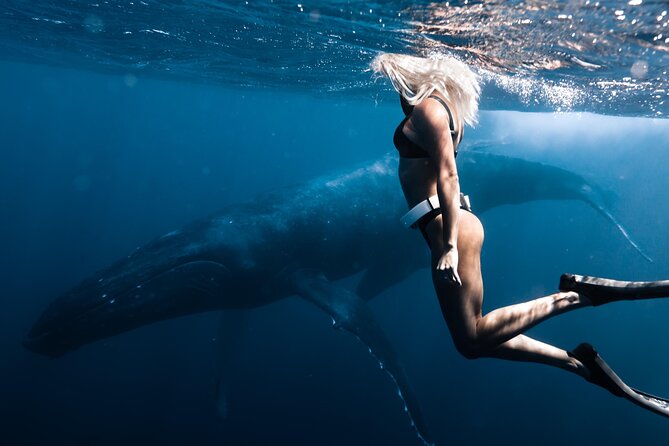 Swimming with Whales in Moorea (Half Day tour) - Dolphins, sharks, rays, and turtles can fill the gaps