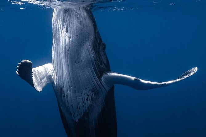 Swimming with Whales in Moorea (Half Day tour) - A crew that puts safety first