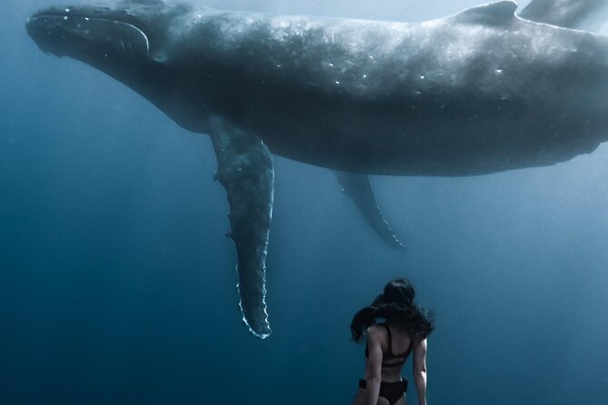 Swimming with Whales in Moorea (Half Day tour) - The four-hour format and small-group value