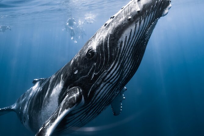 Swimming with Whales in Moorea (Half Day tour) - July through November is the key season