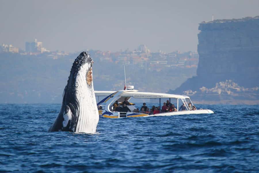 Sydney: 2.5 hour Adventure Whale Watching Cruise - Key points at a glance