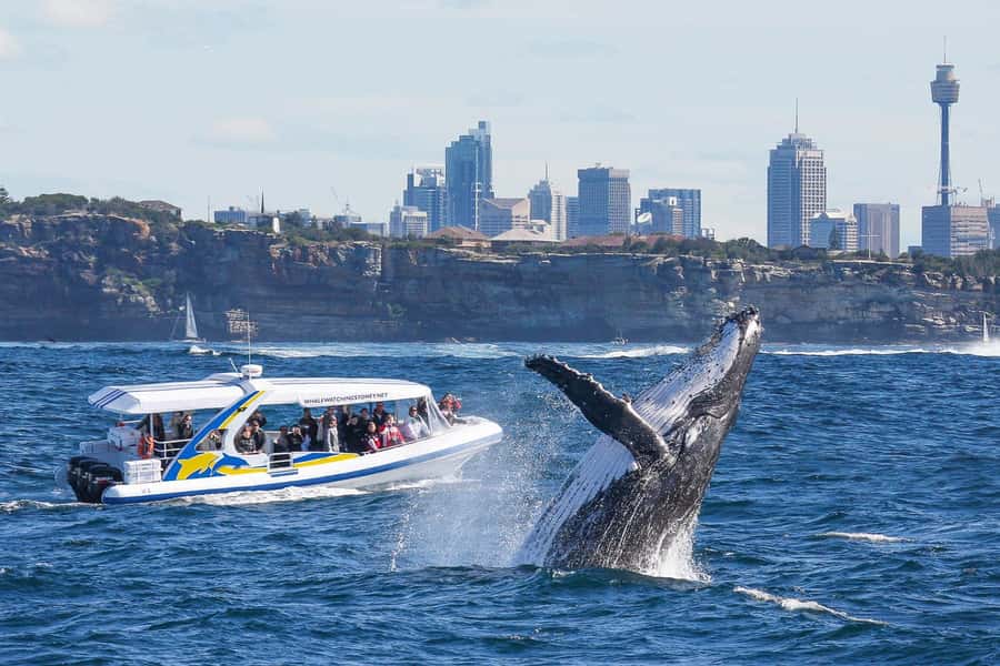 Sydney: 2.5 hour Adventure Whale Watching Cruise - Leaving Sydney Harbour at high speed