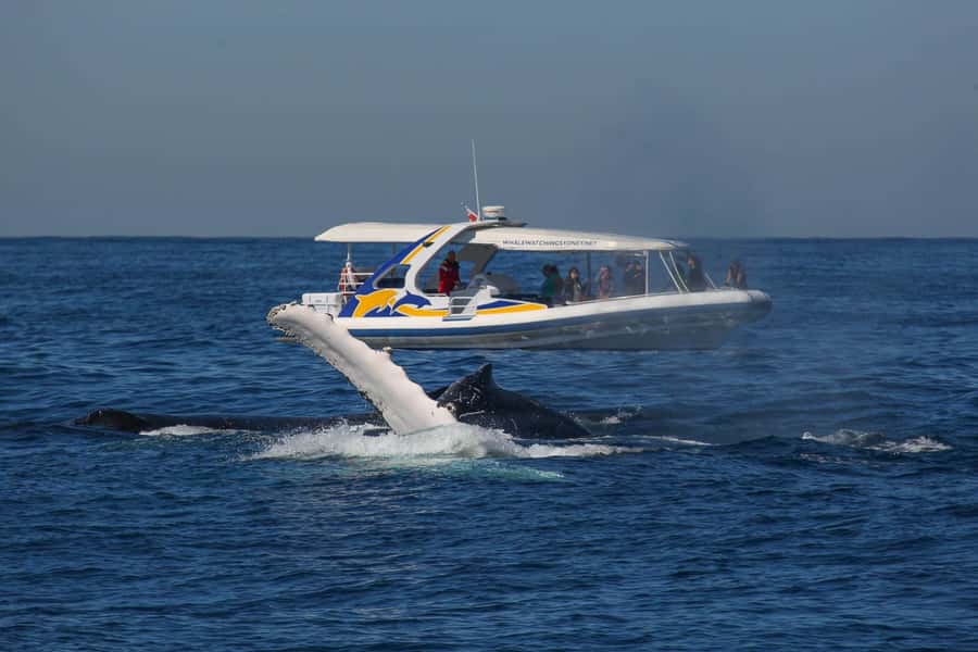 Sydney: 2.5 hour Adventure Whale Watching Cruise - Finding humpbacks in Sydney’s open ocean