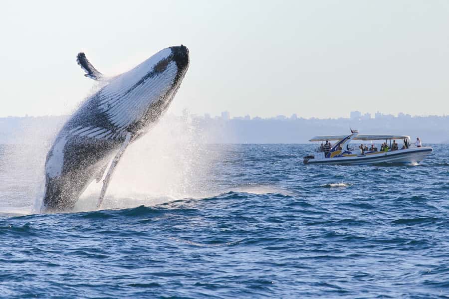 Sydney: 2.5 hour Adventure Whale Watching Cruise - Who should book this cruise?