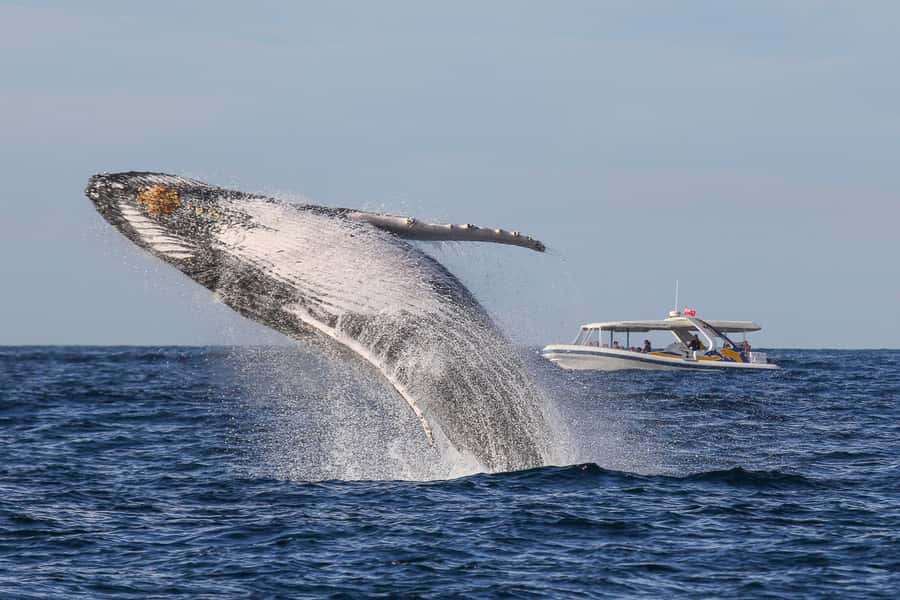Sydney: 2.5 hour Adventure Whale Watching Cruise - The open deck makes whale watching easier