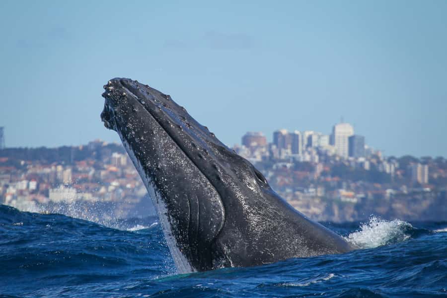 Sydney: 2-hour Express Whale Watching Cruise - Life aboard Fantasea Crystal
