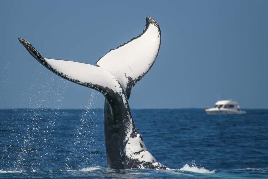 Sydney: 2-hour Express Whale Watching Cruise - Is $63 good value for two hours?