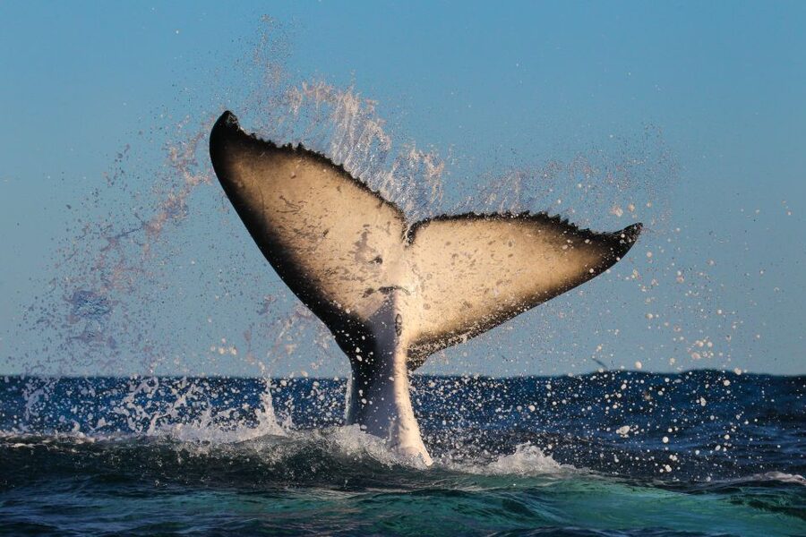 Sydney: 2-hour Express Whale Watching Cruise - Final verdict: book it if time matters