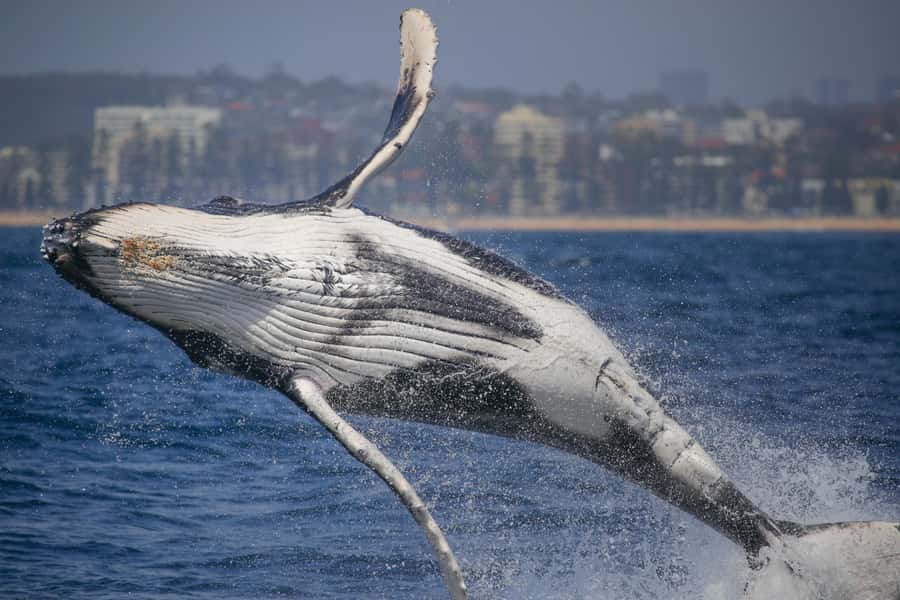 Sydney: 2-hour Express Whale Watching Cruise - From Circular Quay to the open Pacific
