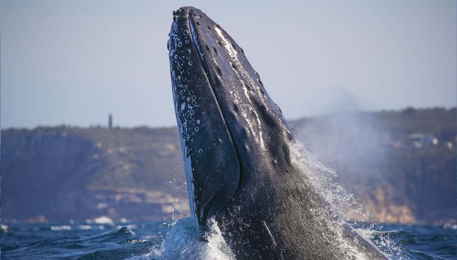Sydney: Discovery Whale Watching Tour by Catamaran - Key points to know before you book