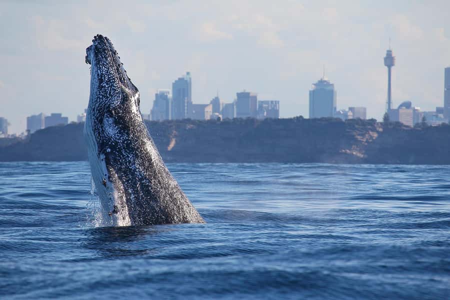 Sydney: Discovery Whale Watching Tour by Catamaran - Choosing the best place to watch from