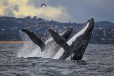 Sydney: Discovery Whale Watching Tour by Catamaran