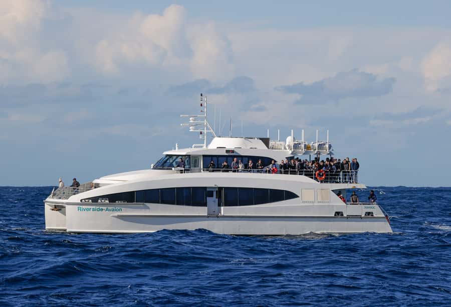 Sydney: Discovery Whale Watching Tour by Catamaran - Comfort, commentary, and the rough-water question