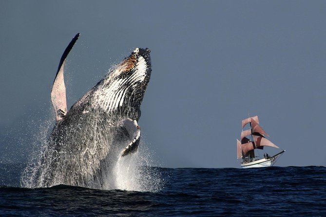 Sydney Harbour Tall Ship Whale & Sail - Whale Watching Cruise - What makes this sailing day special