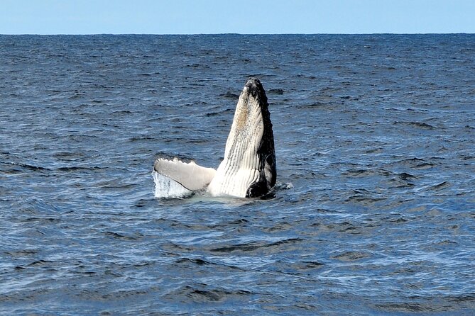 Sydney Harbour Tall Ship Whale & Sail - Whale Watching Cruise - Setting out from Campbells Cove at 10:15 am
