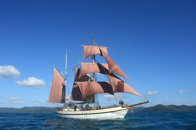 Sydney Harbour Tall Ship Whale & Sail - Whale Watching Cruise - Sailing beyond the harbor in search of whales