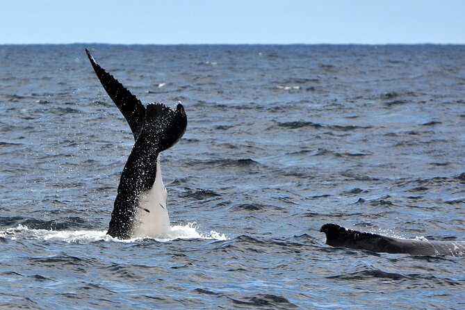 Sydney Harbour Tall Ship Whale & Sail - Whale Watching Cruise - Sydney Harbour’s best views come first