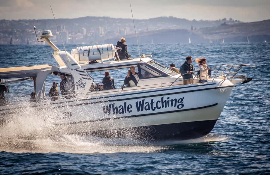 Sydney: Ocean Whale Watching Experience - From Darling Harbour to the open ocean