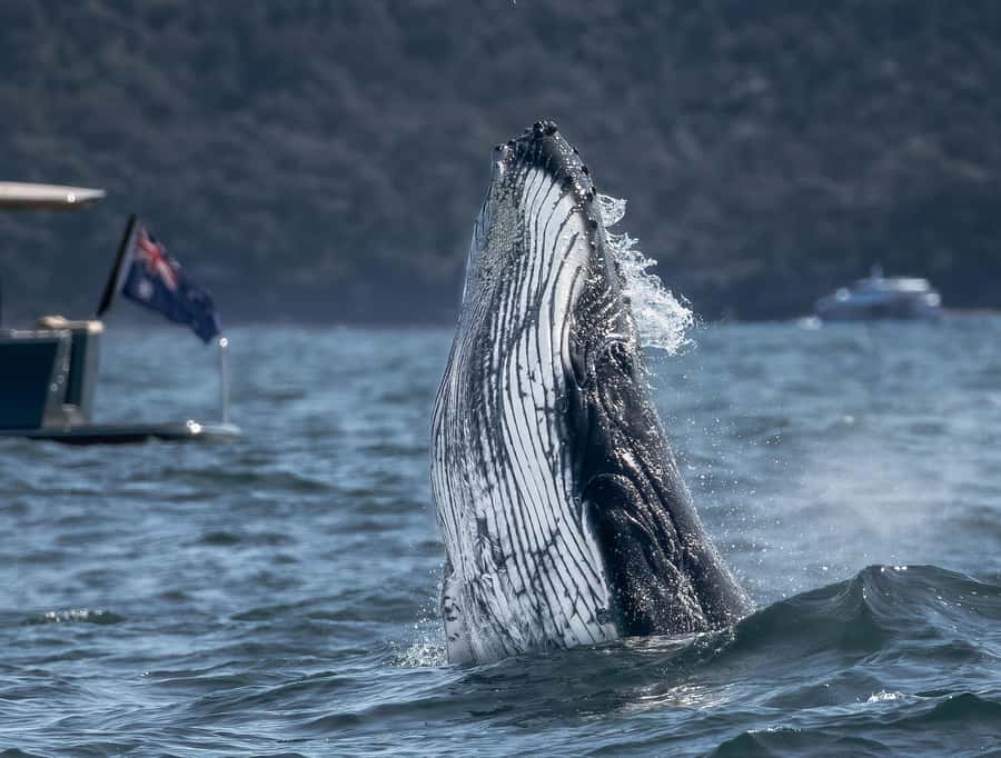 Sydney: Ocean Whale Watching Experience - Two hours searching for humpback whales