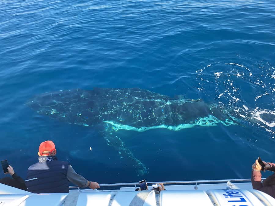 Sydney: Ocean Whale Watching Experience - Crew commentary that adds meaning