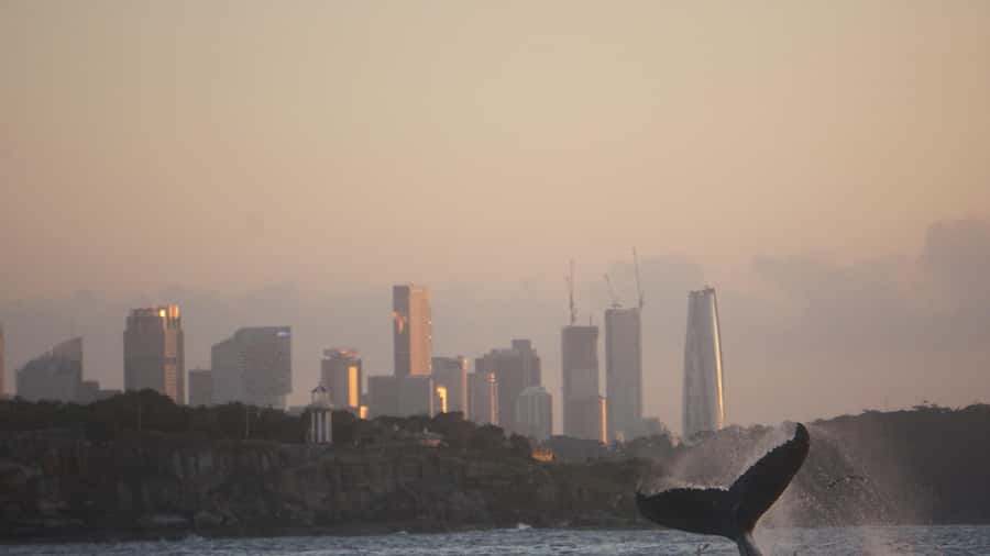 Sydney: Ocean Whale Watching Experience - Respectful viewing in a wild setting
