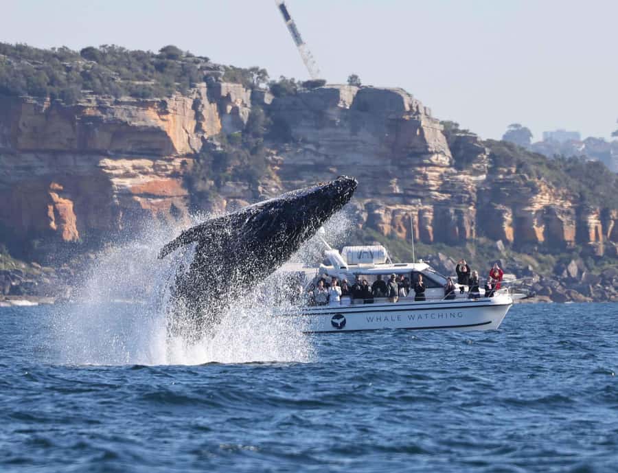 Sydney: Ocean Whale Watching Experience - Returning through Sydney Harbour