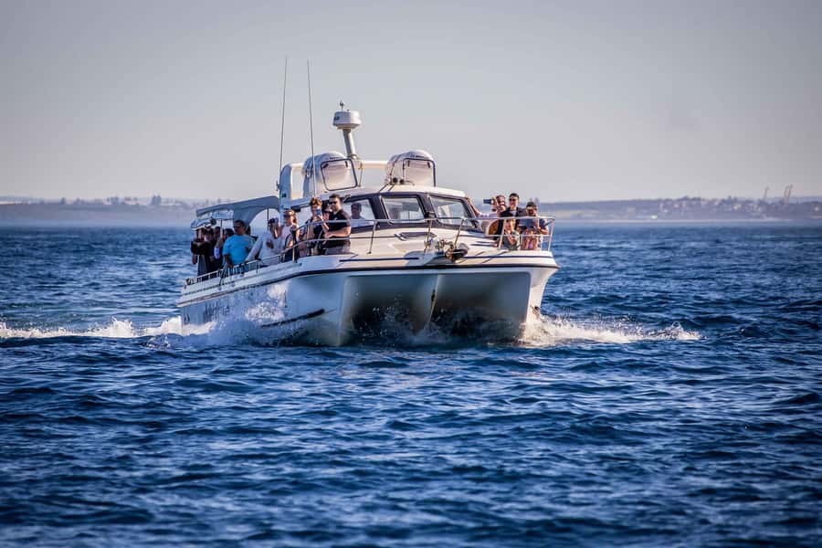 Sydney: Ocean Whale Watching Experience - Is $98 good value?