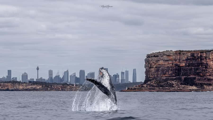 Sydney: Ocean Whale Watching Experience - Who will enjoy this outing most?