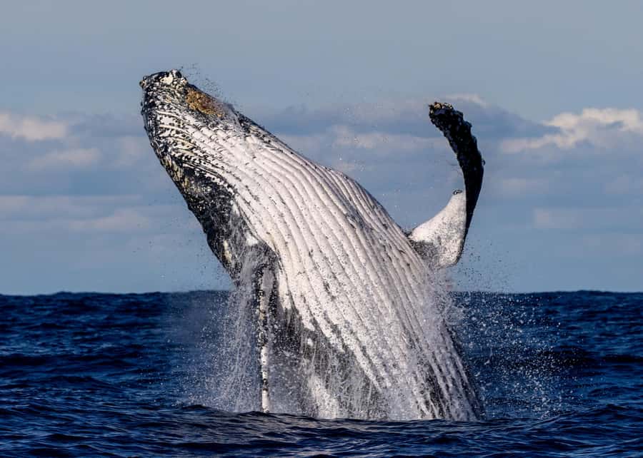 Sydney: Scenic Whale Watching Cruise - Whales Guaranteed - Key things to know before you go