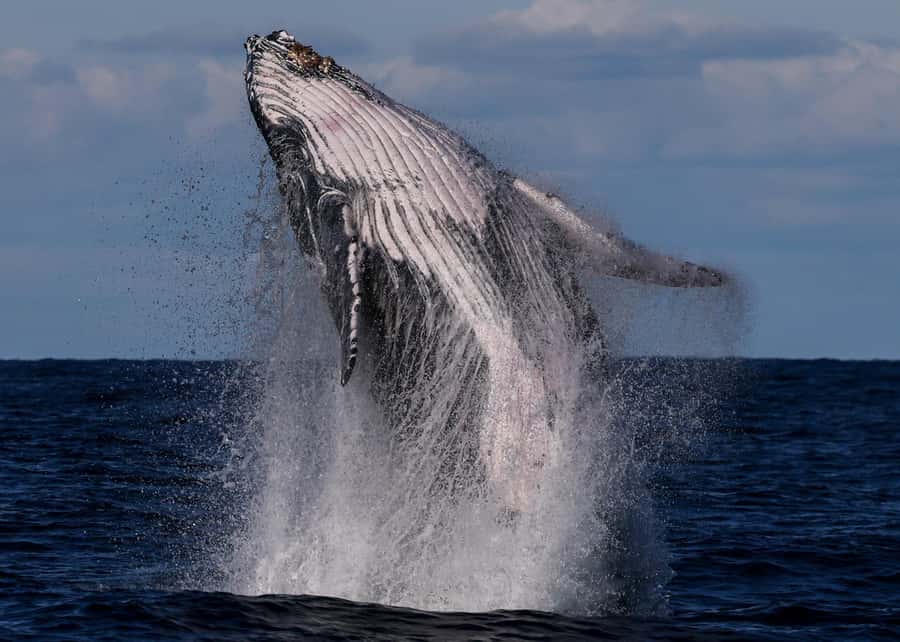 Sydney: Scenic Whale Watching Cruise - Whales Guaranteed - From Circular Quay to Sydney Heads