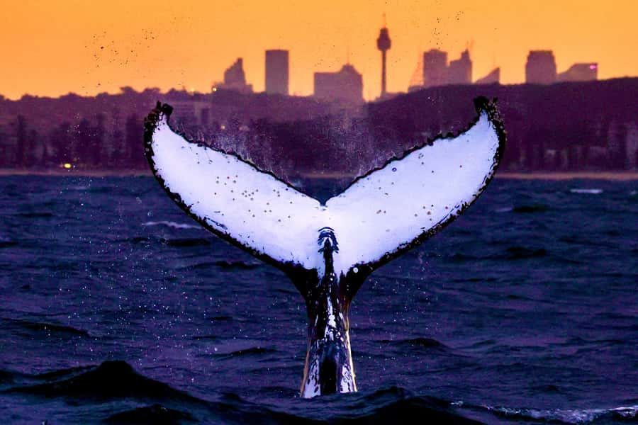 Sydney: Scenic Whale Watching Cruise - Whales Guaranteed - What the boat feels like during three hours