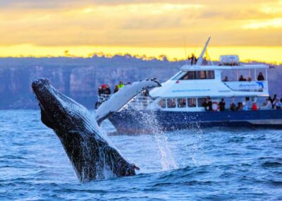 Sydney: Scenic Whale Watching Cruise – Whales Guaranteed