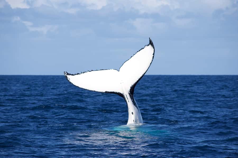 Sydney: Scenic Whale Watching Cruise - Whales Guaranteed - Commentary from Captain Dean and the crew